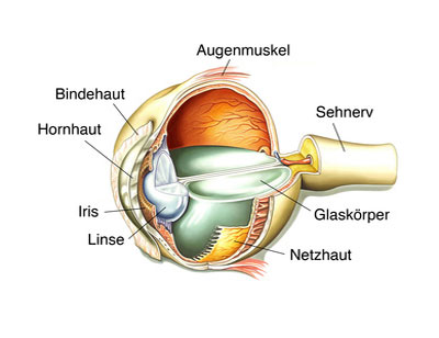 Das Auge