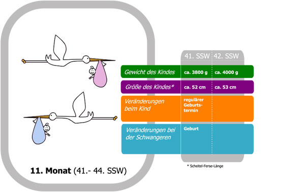 Schwangerschaftskalender 11. Monat