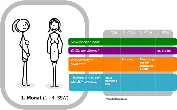 schwangerschaftskalender 1. Monat