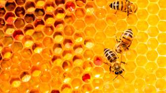 Bienengiftallergie