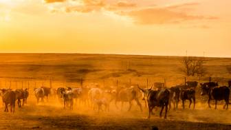 Rift-Valley-Fieber