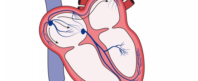 Herz mit AV- und Sinusknoten