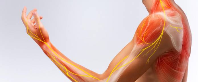 Linker Arm eines Mannes mit eingezeichneten Nervenbahnen und Muskulatur