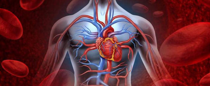 Herz-Kreislaufsystem beim Menschen