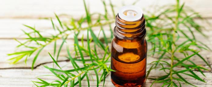 Fläschchen mit Teebaumöl vor Teebaumölzweig