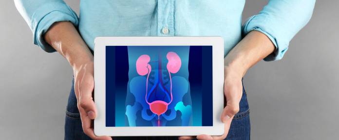Mann mit Tablet in der Hand, auf der das Harnleitersystem abgebildet ist