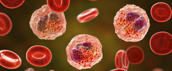 Eosinophile und rote Blutkörperchen