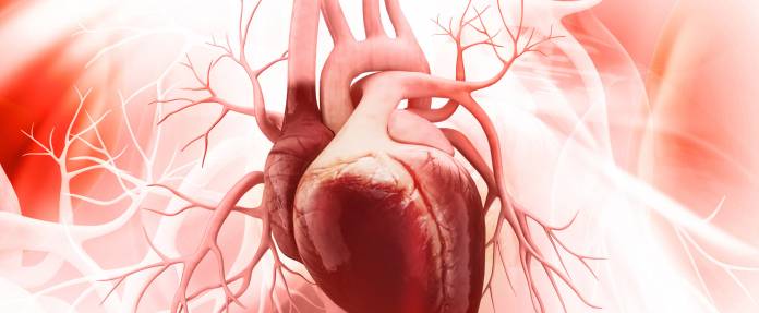 Anatomie des Herzens - 3D Darstellung