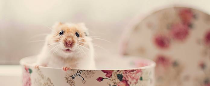Hamster in Tasse