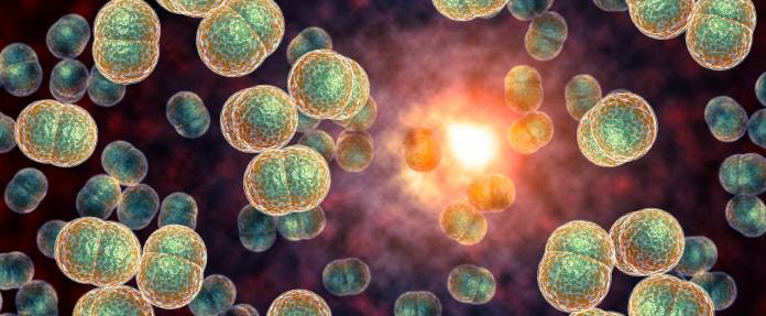 Meningitis Bakterien, Meningokokken