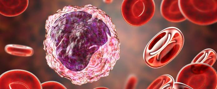 Monozyten umgeben von roten Blutkörperchen