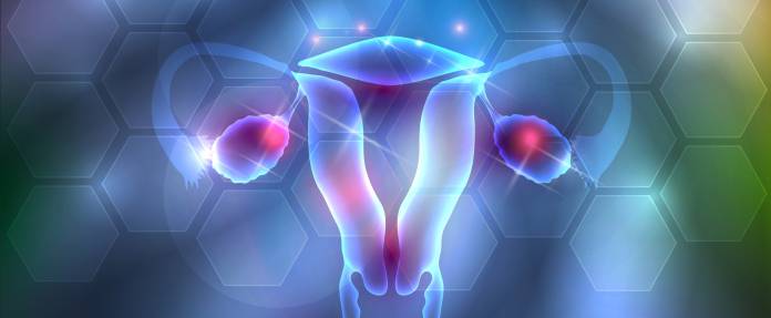 Gebärmutter mit Eierstock in 3D-Abbildung