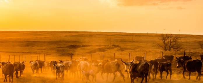 Rift Valley Fieber