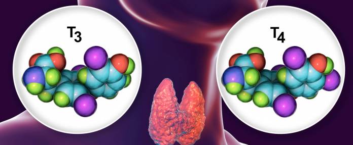 Abbildung Schilddrüse und Schilddrüsenhormone T3 und T4