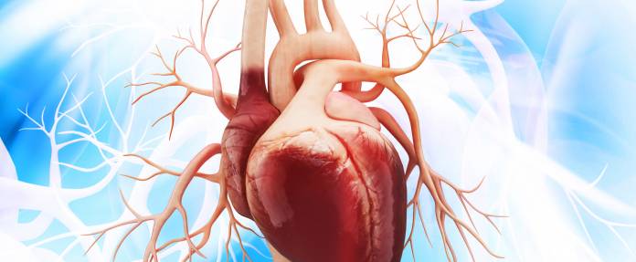 Anatomie des Herzens