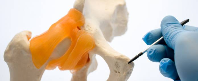 Arzt zeigt auf Symphyse am menschlichen Becken