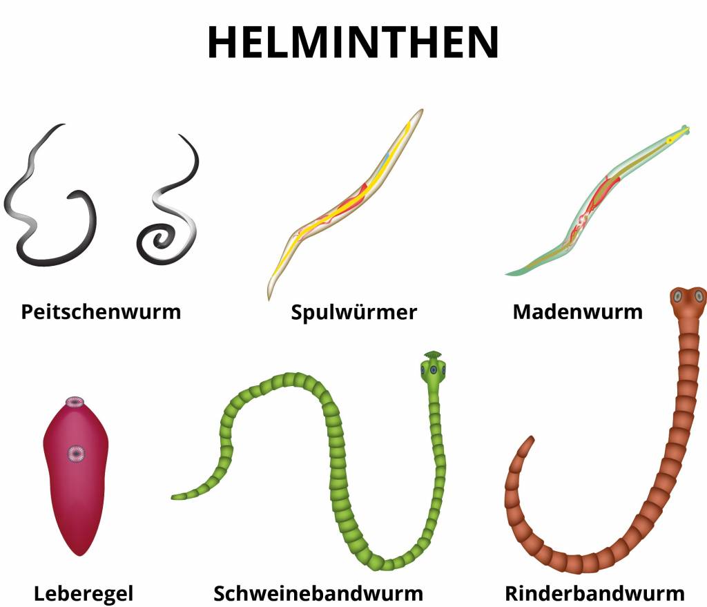 Bandwurmer Cestoden Ansteckung Symptome Behandlung
