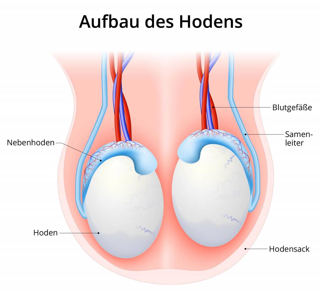 Hoden knoten neben Hoden: Aufbau,