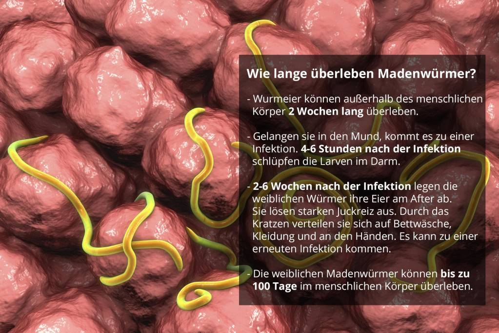 Madenwurmer Ursache Symptome Massnahmen
