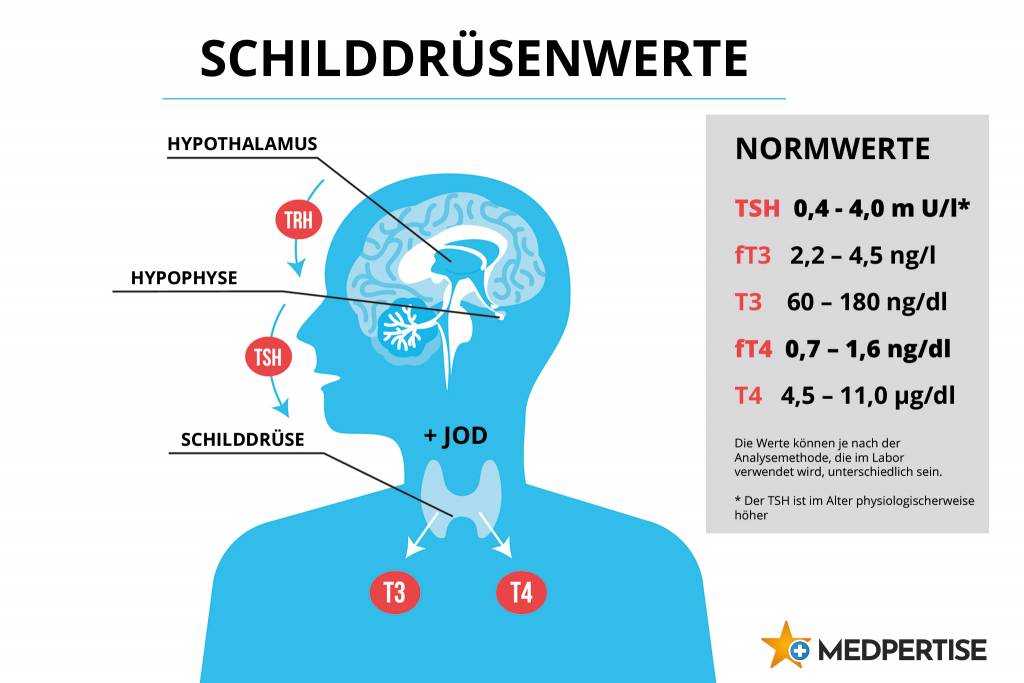 Schilddrsenwerte (TSH, fT4) - was bedeuten sie?