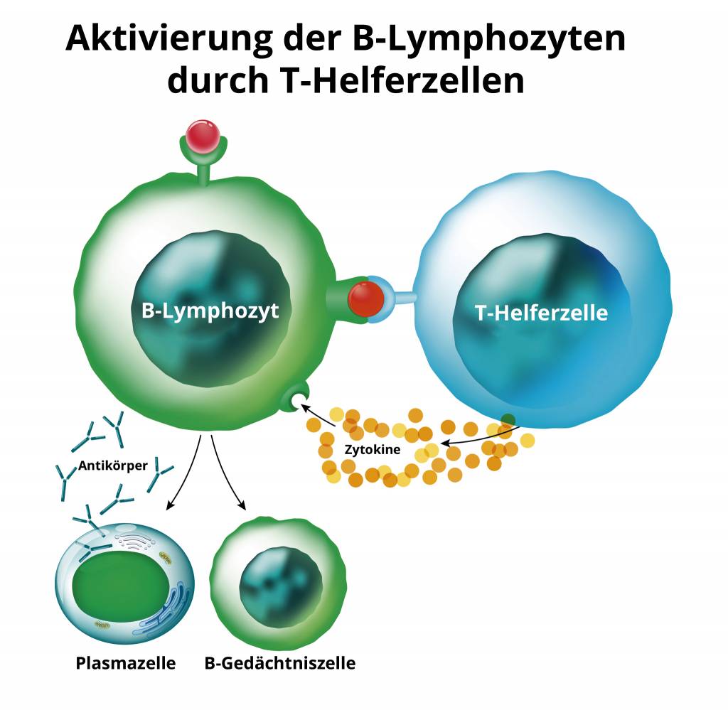 Immunabwehr humorale was ist Humorale Immunreaktion