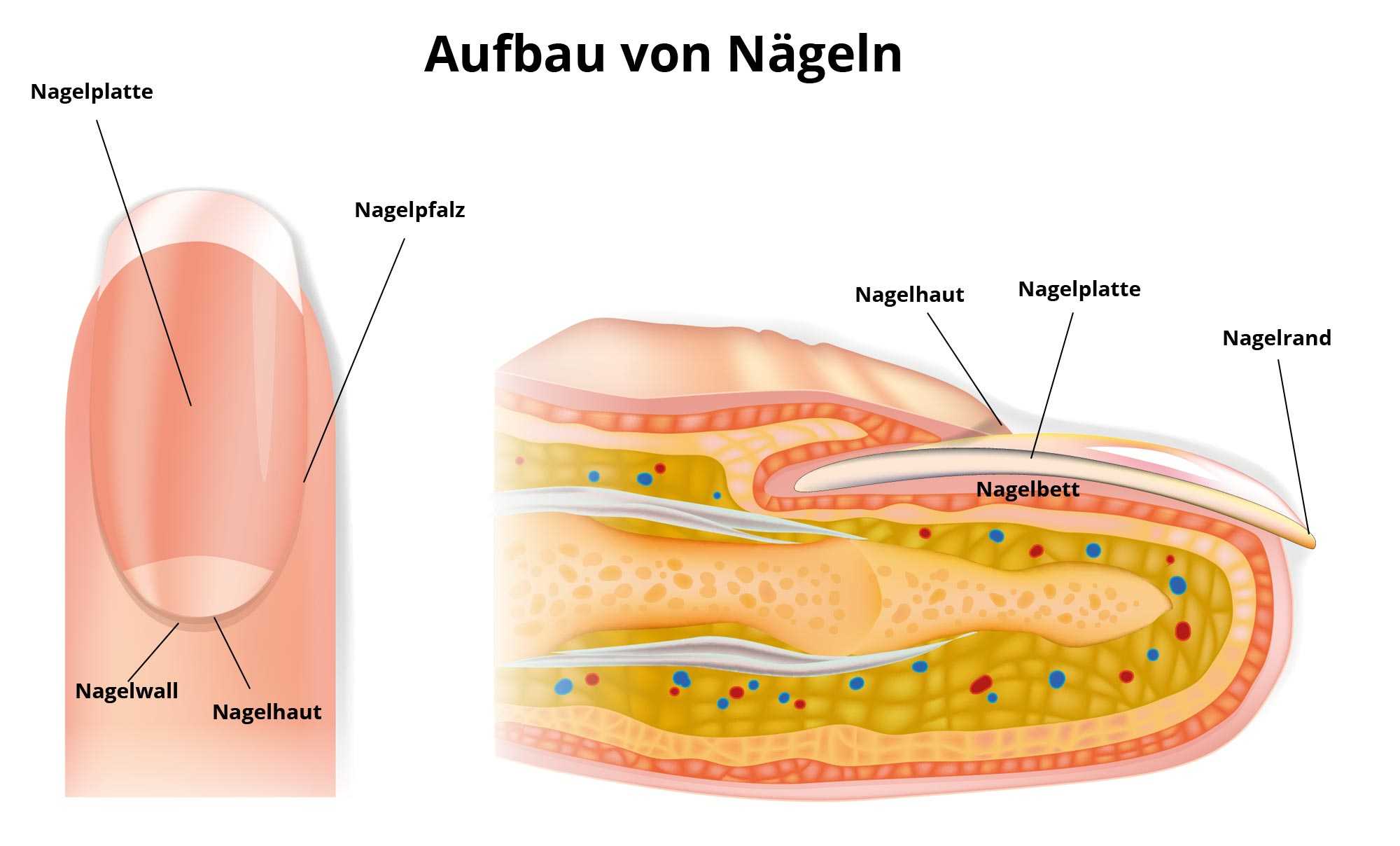 Fingernagel eiter unterm Eiter unter