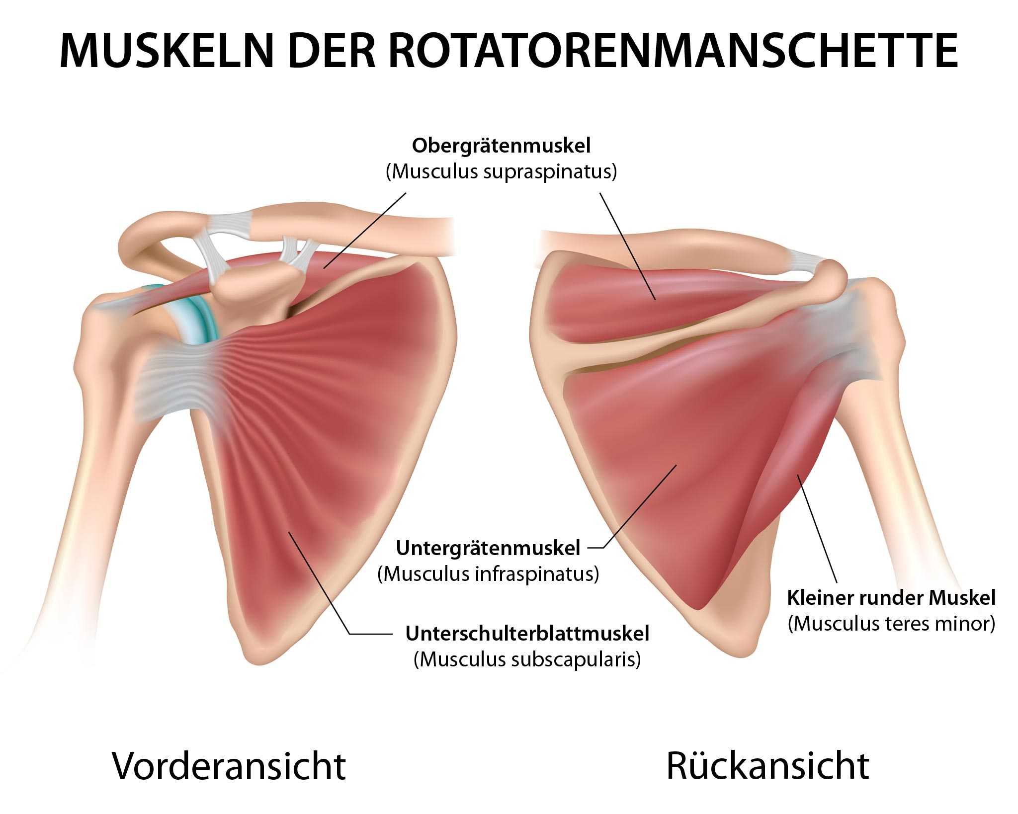 Wie Lange Dauert Es Bis Eine Schulterverletzung Heilt 