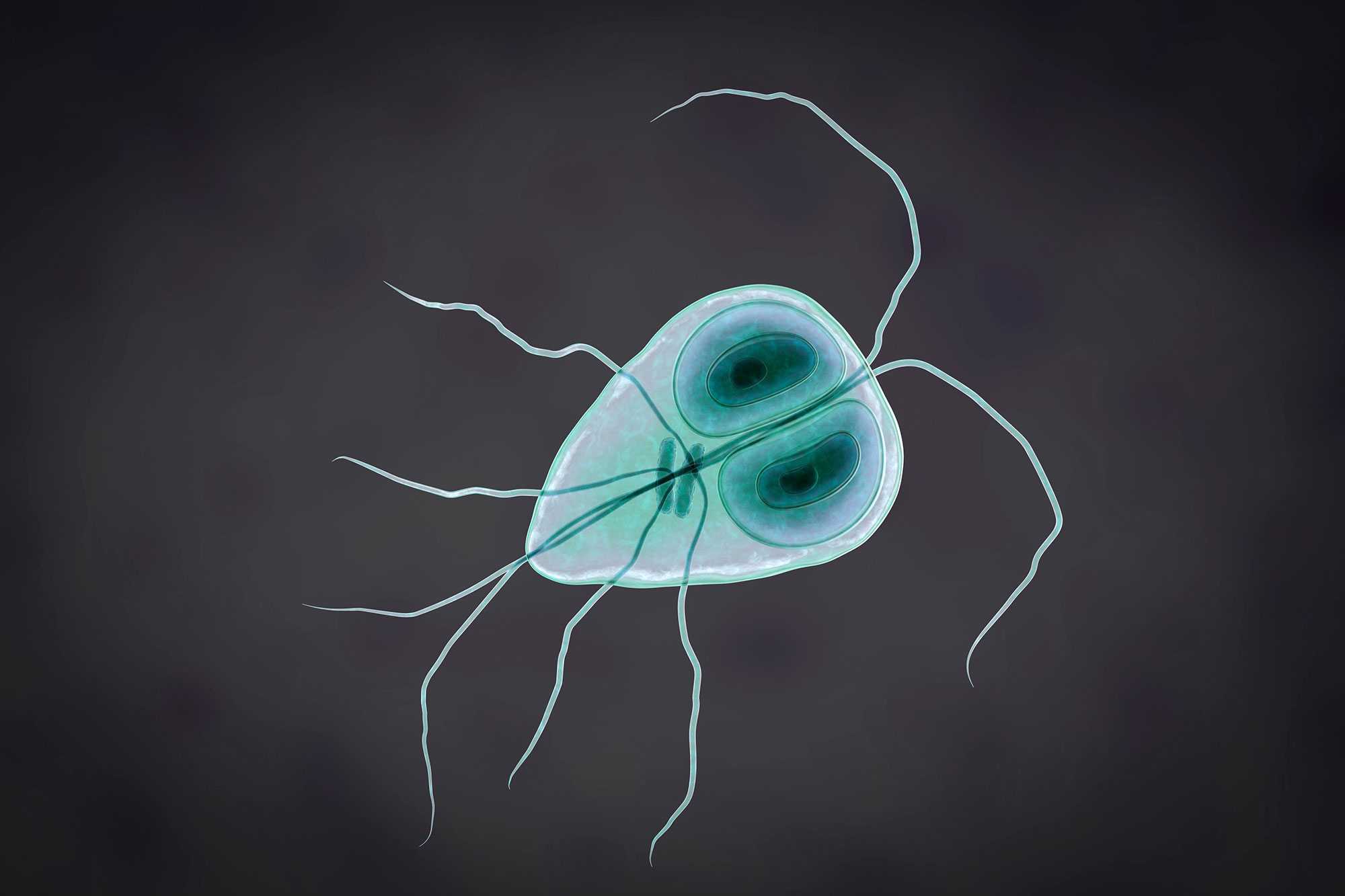 a széles galandféreg fejlődési szakasza paraziták az emberi test klinikáin