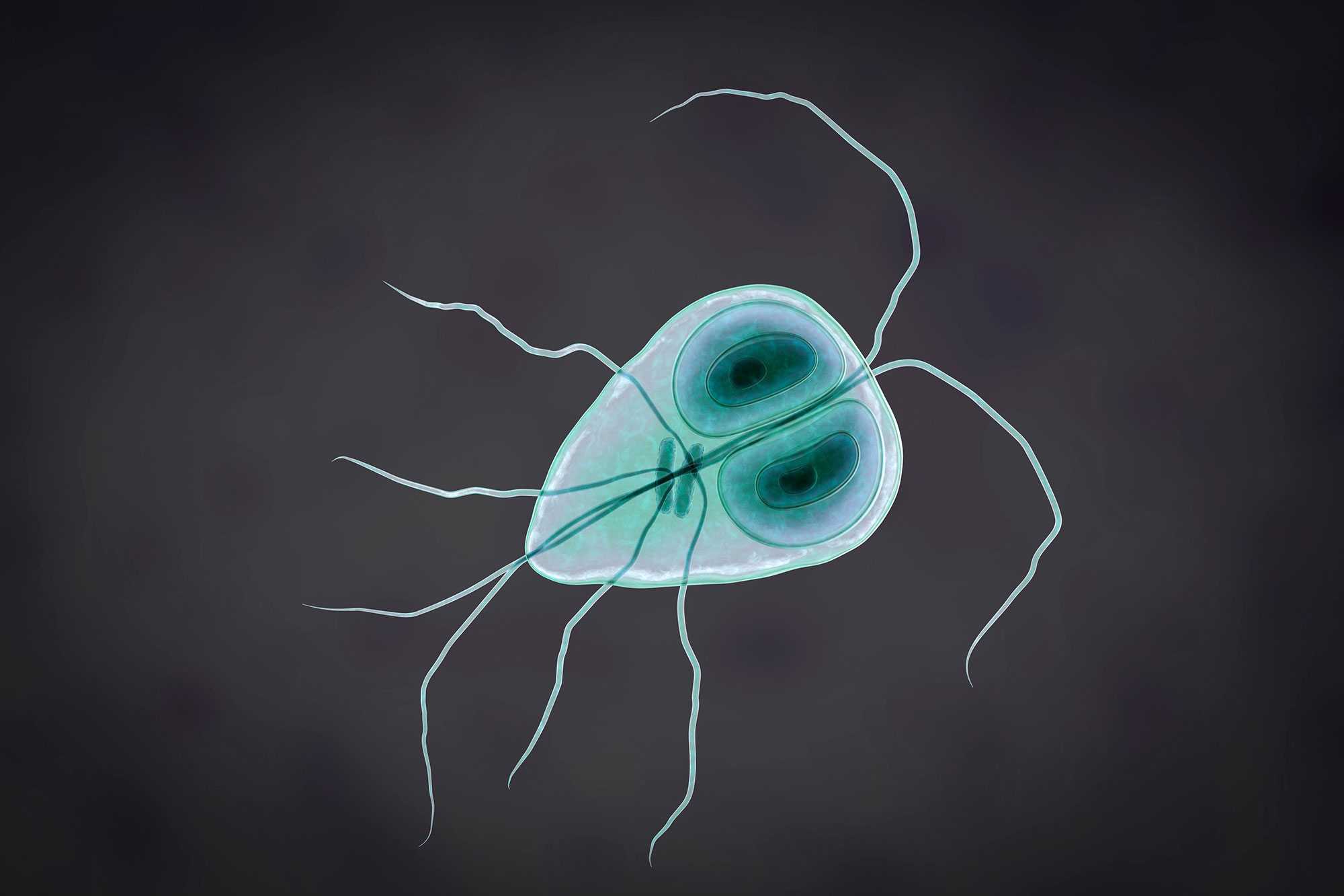 giardia infektion symptome)