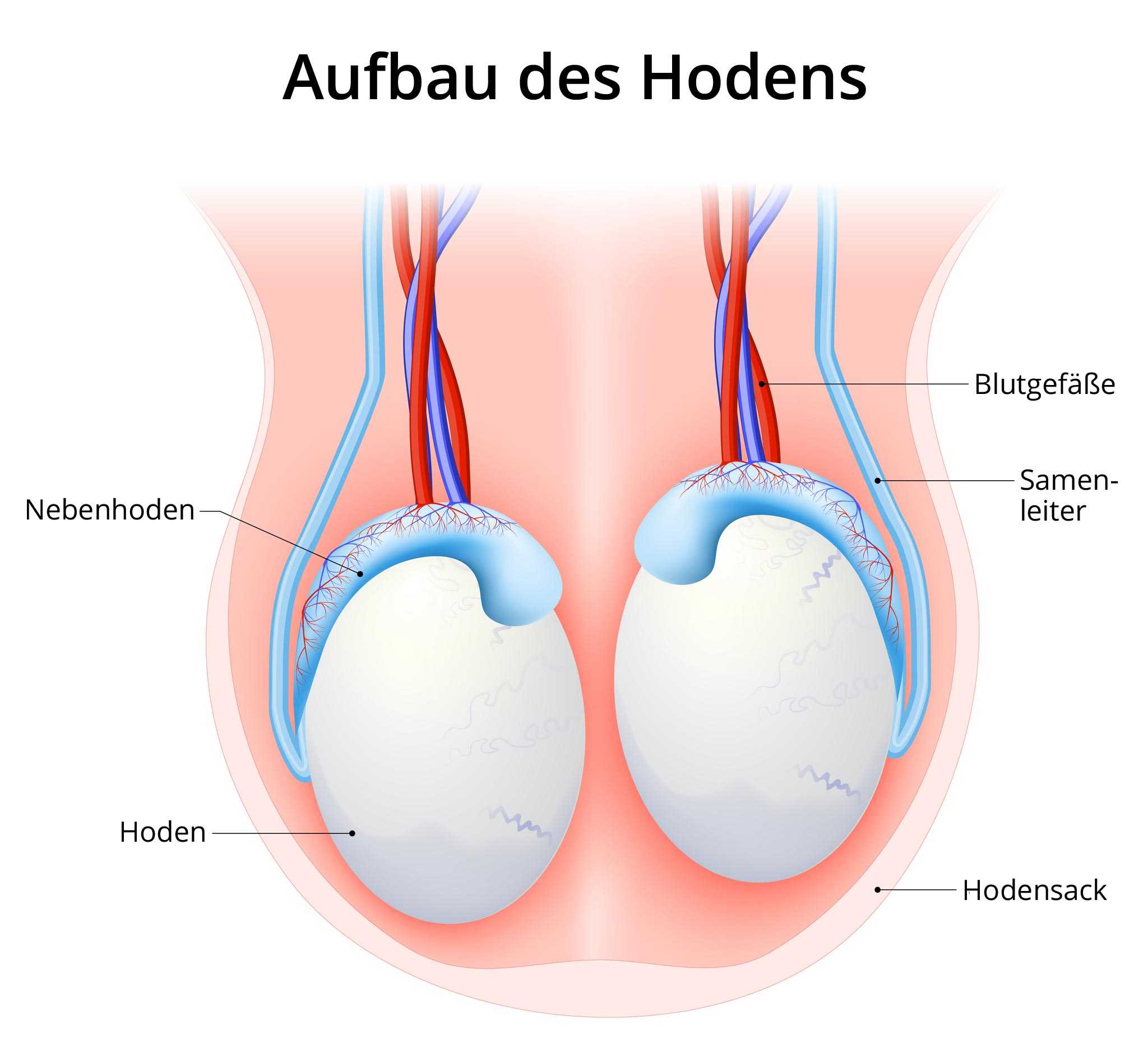 Hodensack knoten am Symptome für