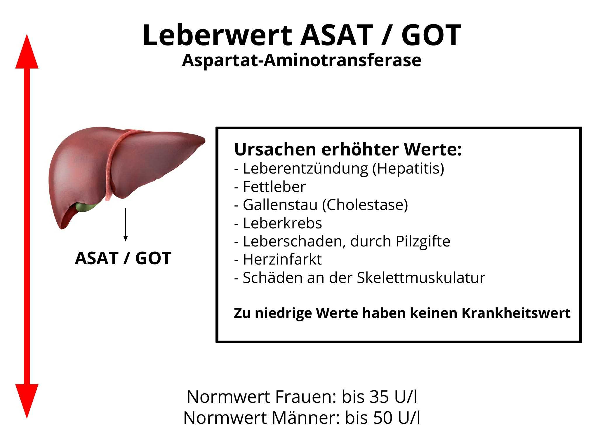 alt és ast giardiasisban