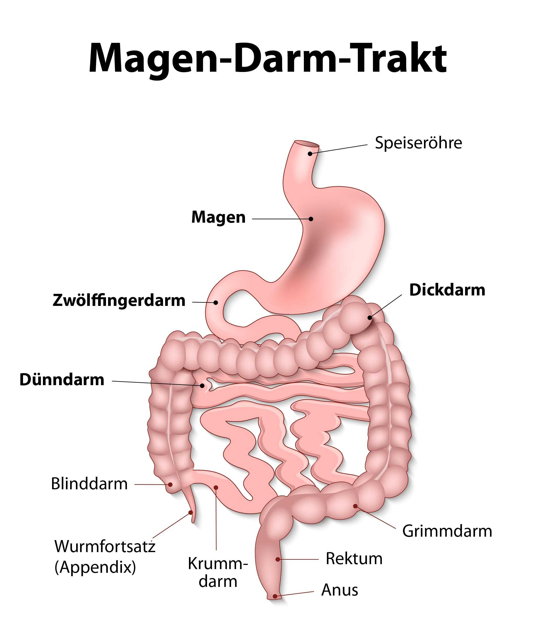 Magen-Darm-Trakt. ©. Der menschliche Magen-Darm-Trakt. 