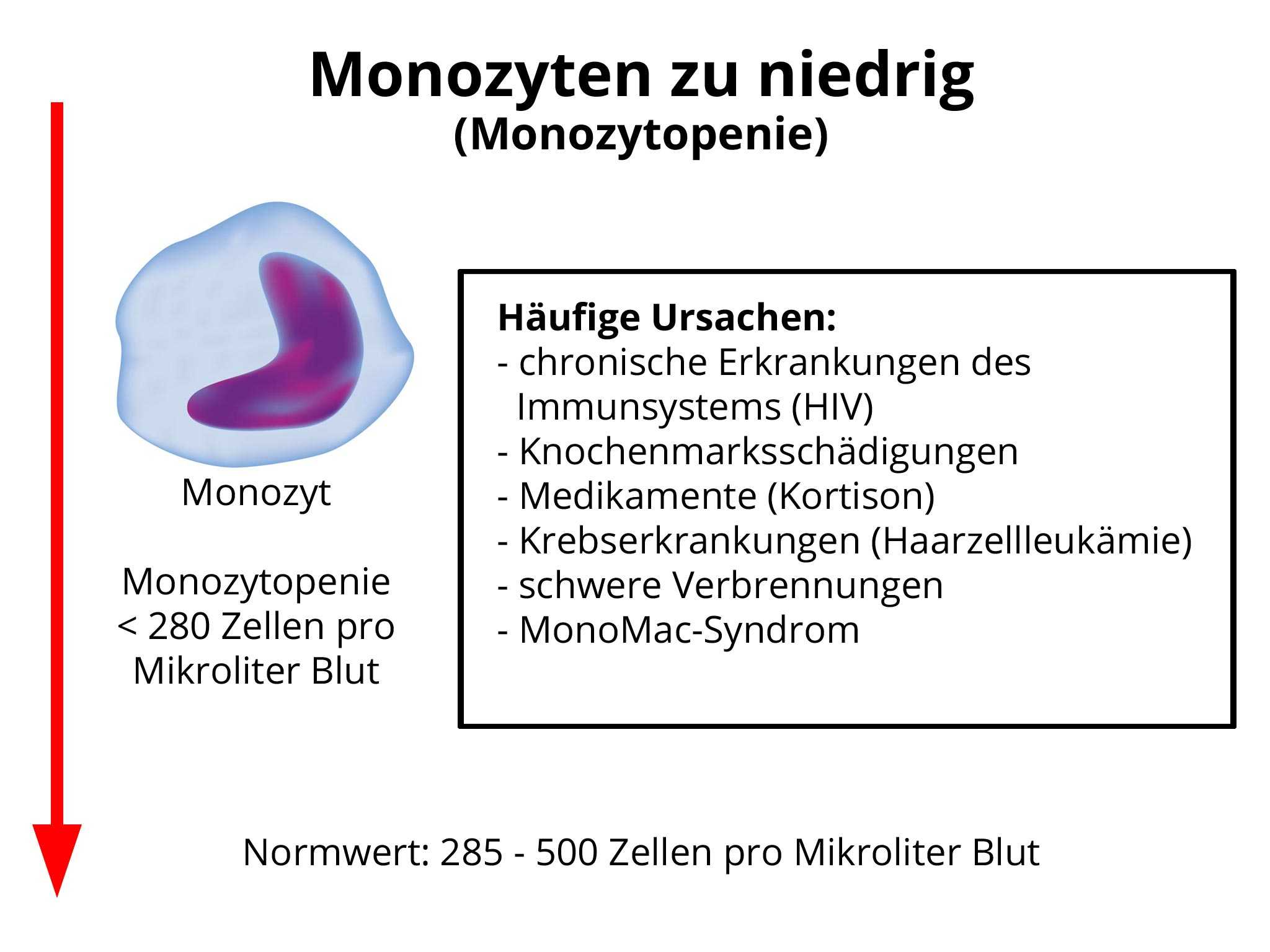 Lymphozyten Erhöht Katze