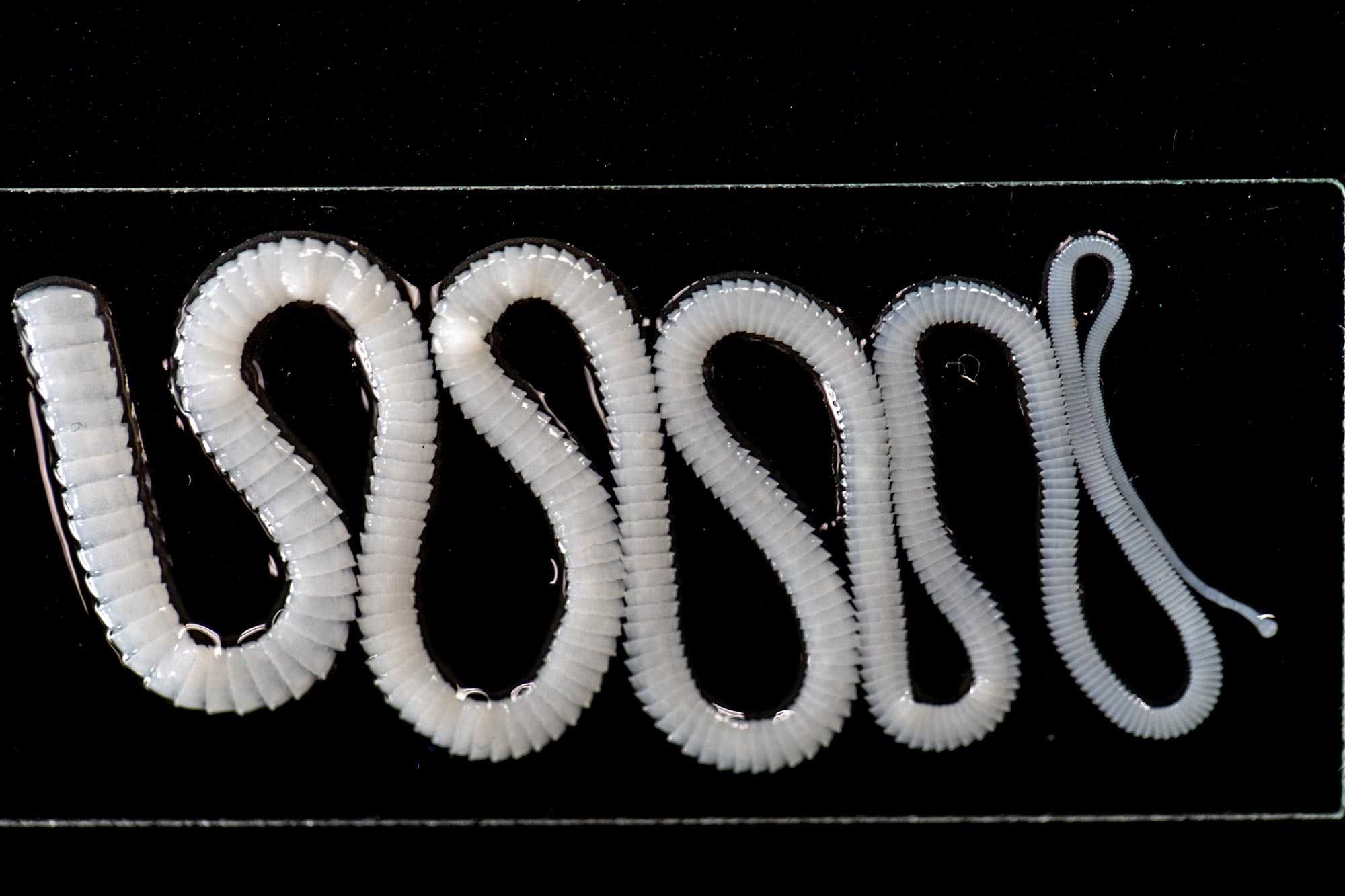Bandwürmer (Cestoden) » Ansteckung, Symptome, Behandlung