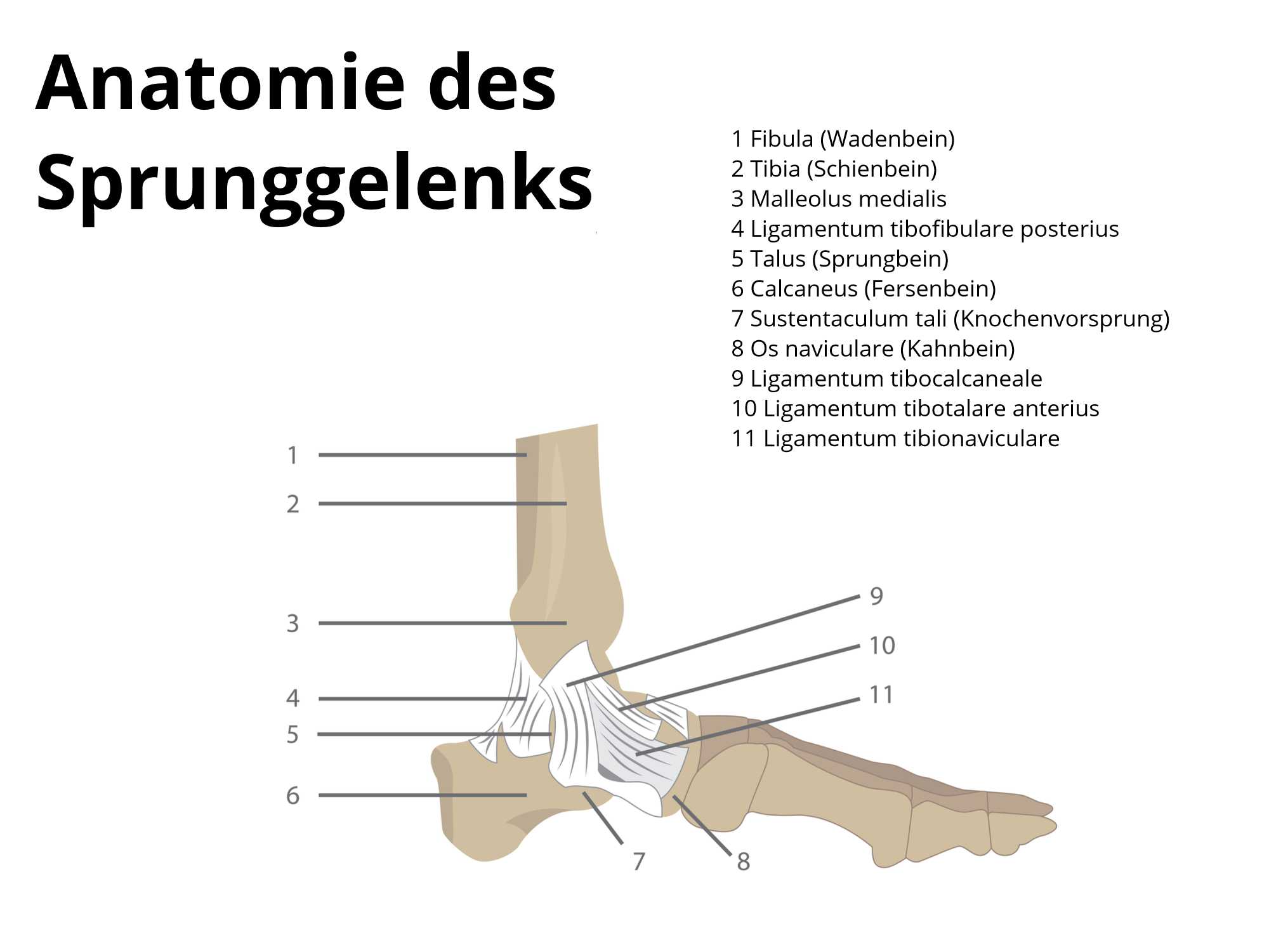Banderriss Am Sprunggelenk Ursache Diagnose Behandlung