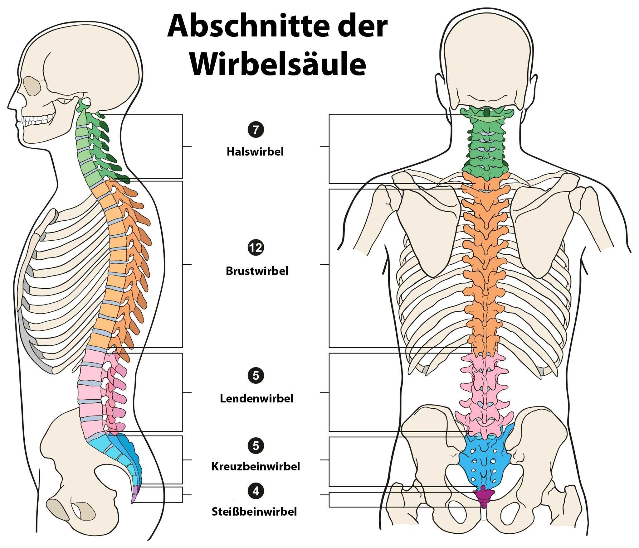 Ist die Brustwirbelsäule vorne oder hinten?