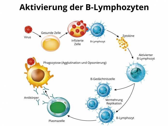 Aktivierung der B-Lymphozyten