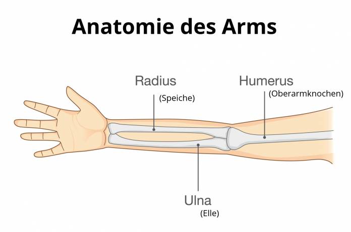Anatomie des Unterarms