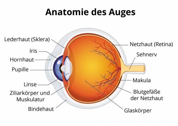 Anatomie des Auges