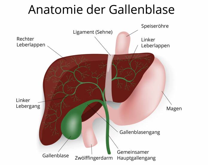 Anatomie der Gallenblase
