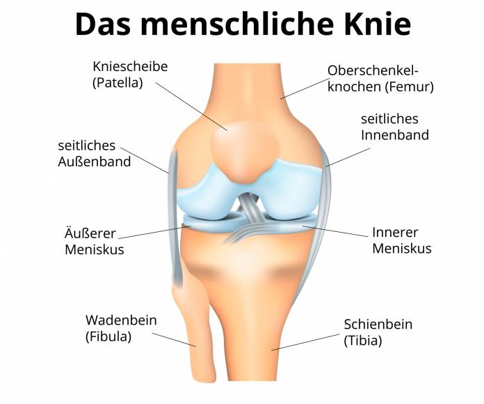 Anatomie des Knies