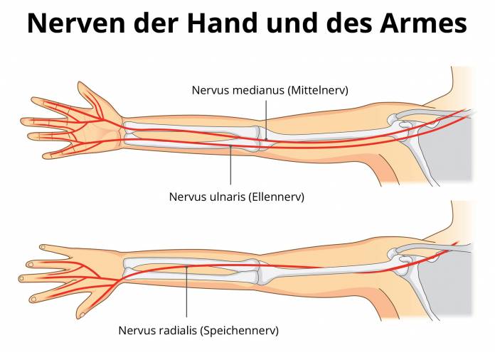 Nerven der Hand und des Armes