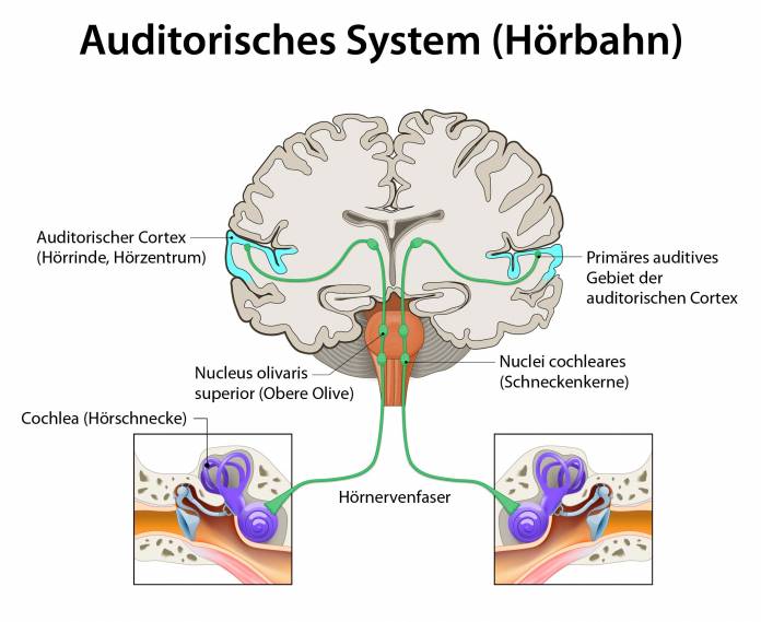 Auditorisches System (Hörbahn)