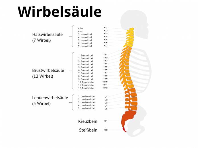 Aufbau der Wirbelsäule