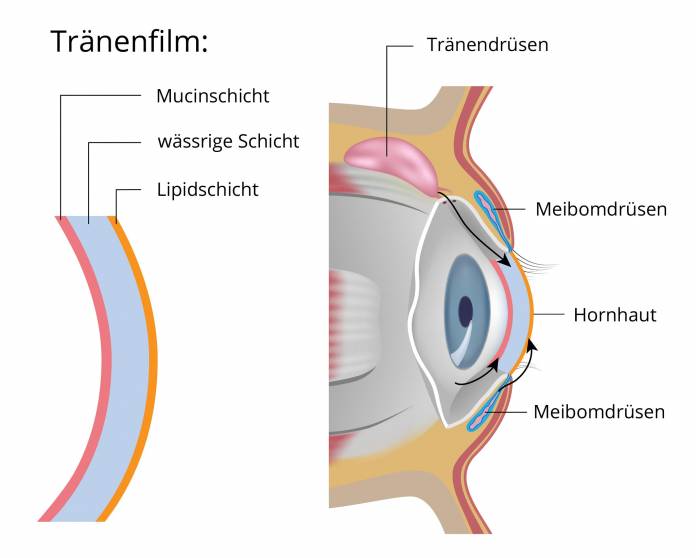 Tränenfilm des Auges