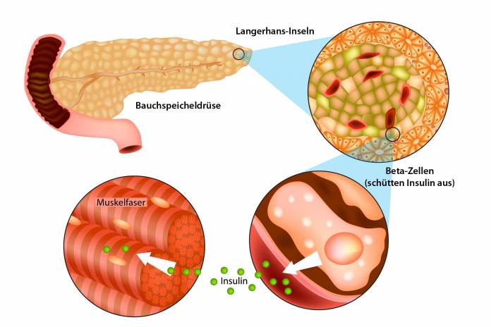 Bauchspeicheldrüse Insulinproduktion