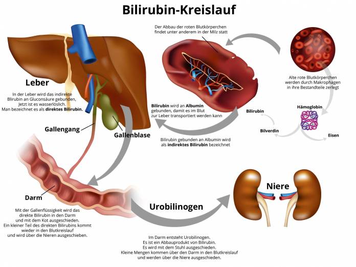 Bilirubin-Kreislauf