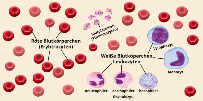 Blutzellen im Blutbild