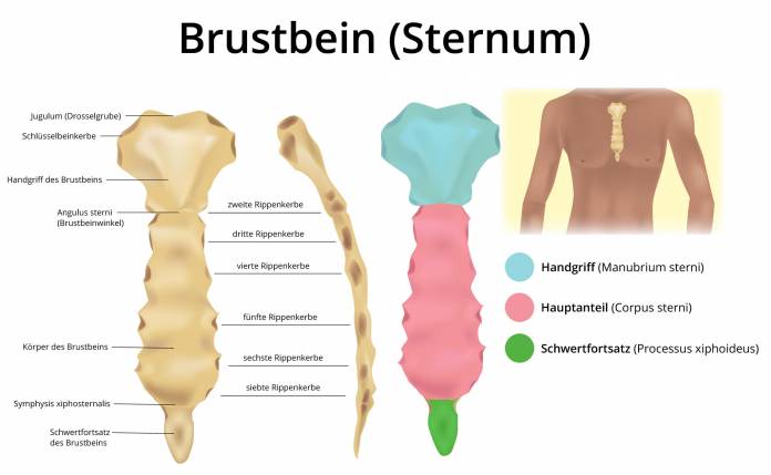 Anatomie des Brustbeins (Sternum)