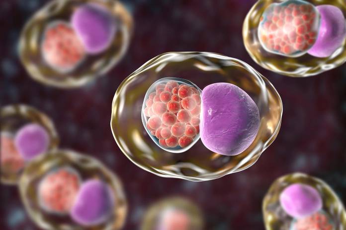 Chlamydia trachomatis - Model des Bakteriums